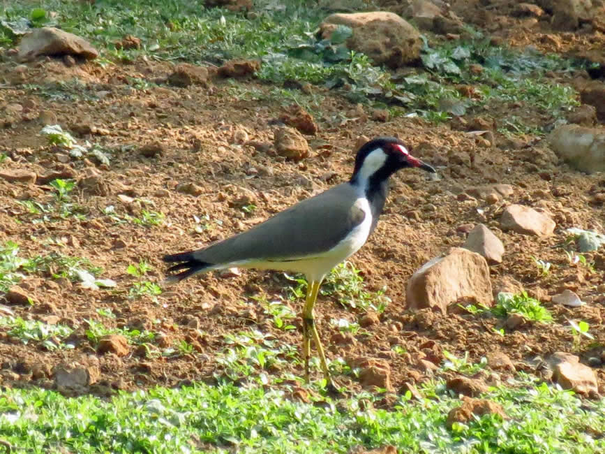 re wattled lapwing